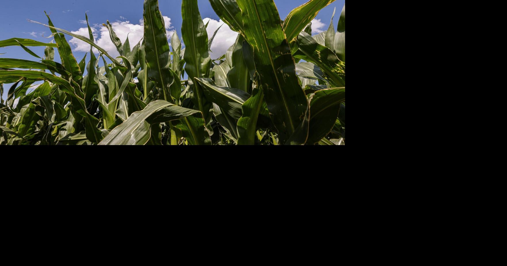 Crops trailing last year's development, but generally faring well amid wet conditions