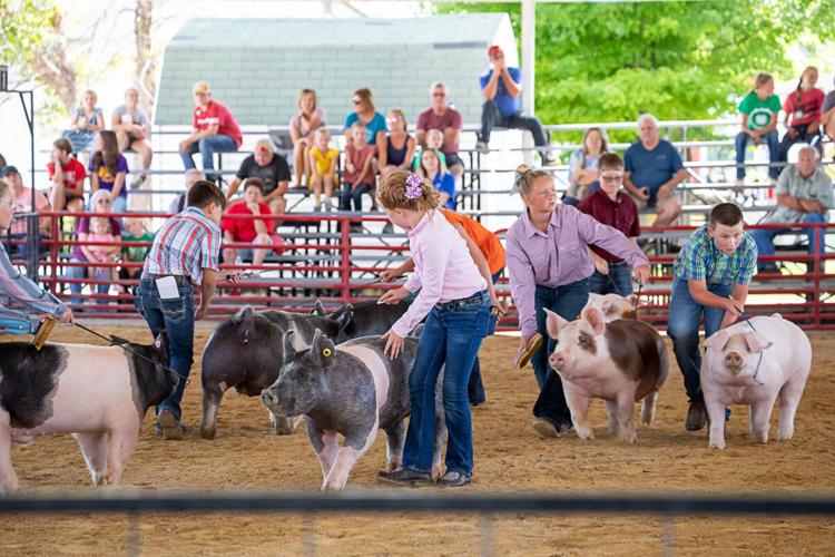 Young showmen and women ready their pigs in the show ring at Britt..jpg