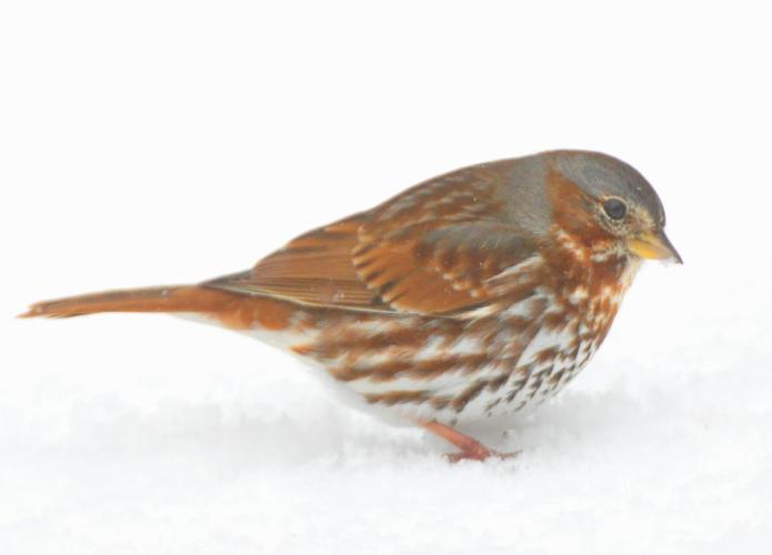 Fox sparrow