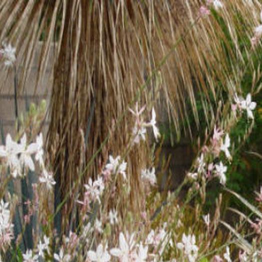 Cover Hell Strips With Hardy Colorful Perennials Globegazette Com