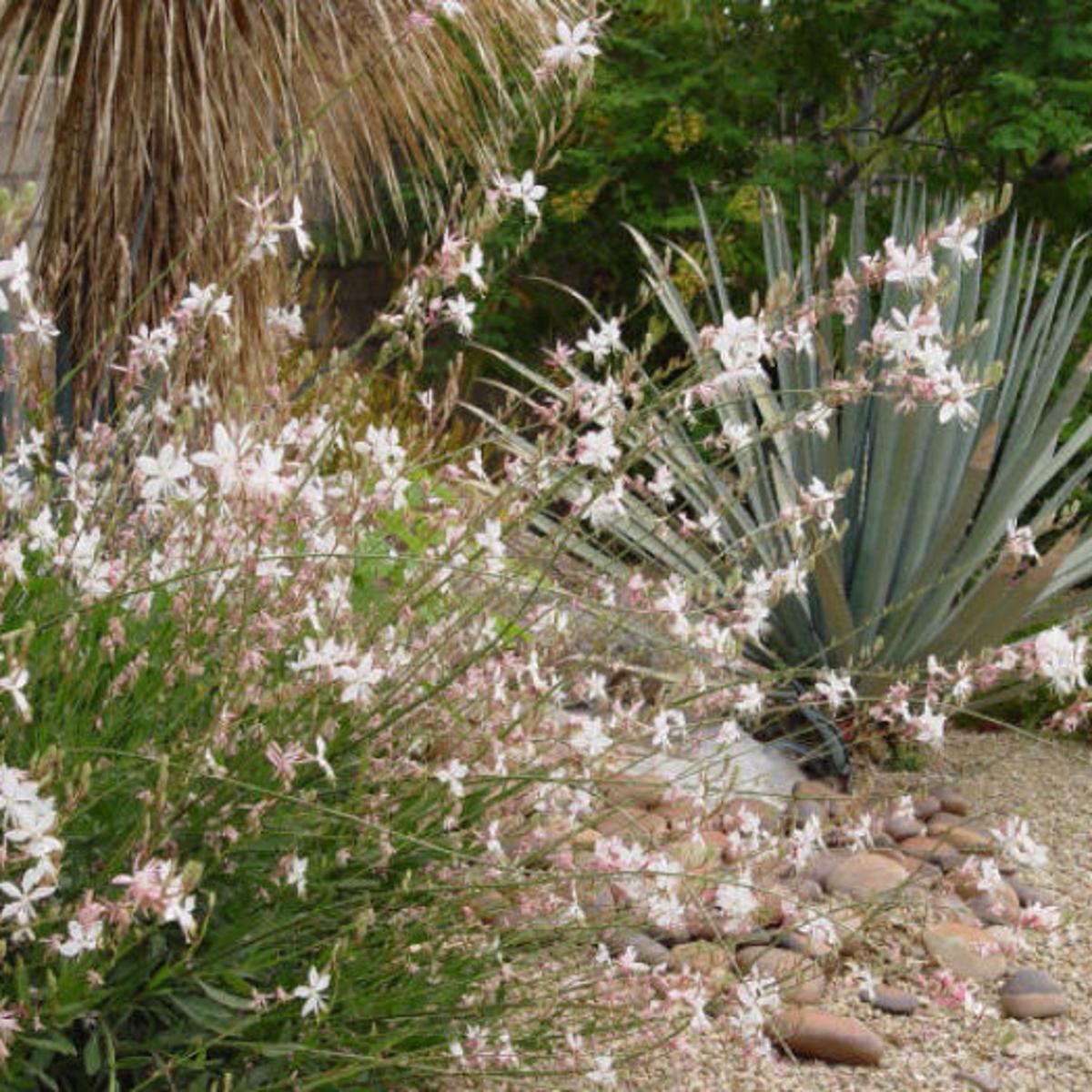 Cover Hell Strips With Hardy Colorful Perennials Globegazette Com