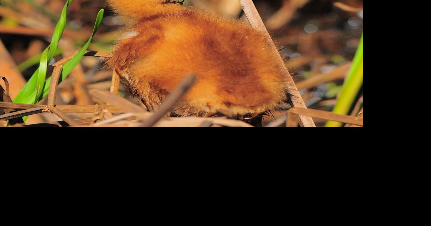 WASHBURN: Summer crane families are on the wing