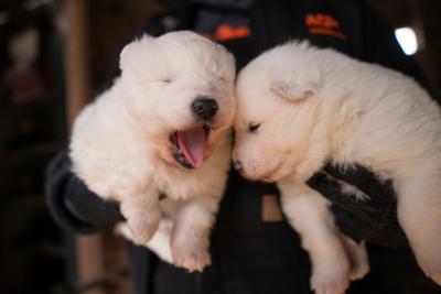 Manly puppy mill: Owner says dogs 'overwhelmed' her, but has 'so much more time' for ones she wants to keep