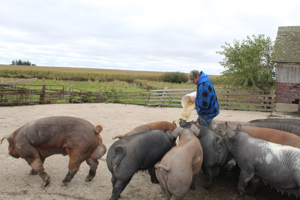Huismans Raise And Sell Locally Grown Hogs News Globegazette Com