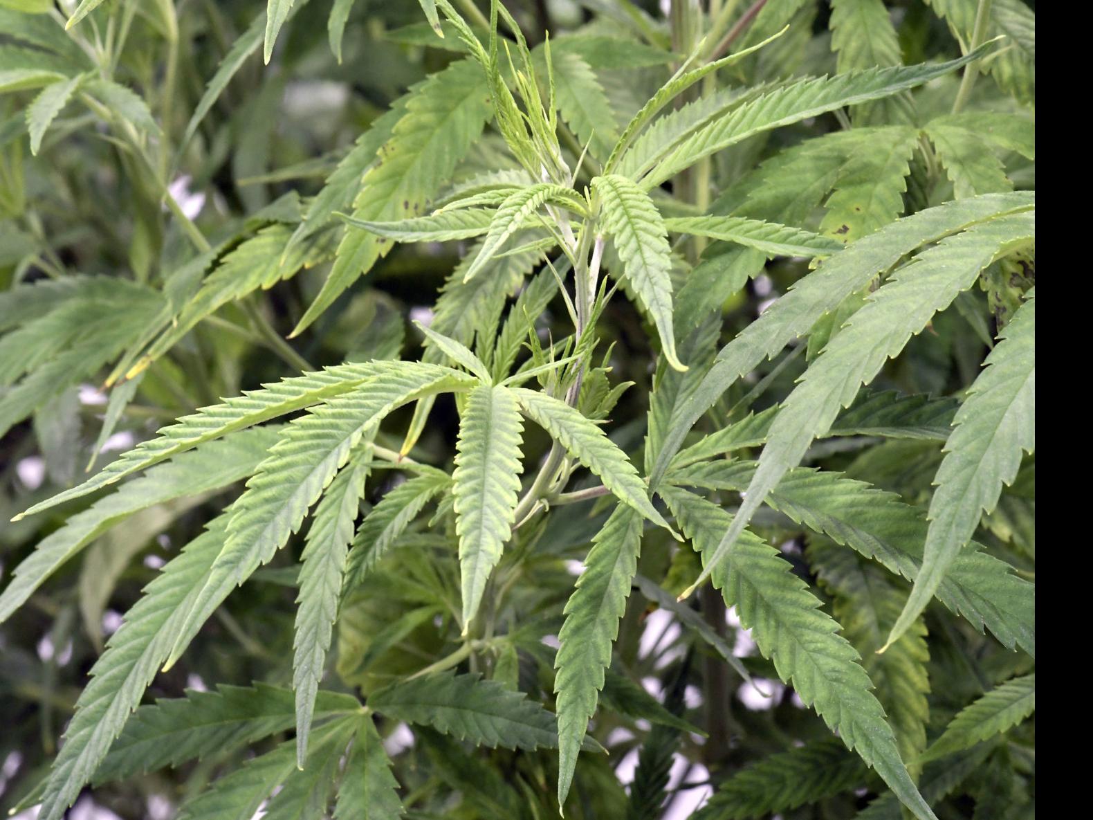 Iowa Lawmakers Again Look To Expand Medical Marijuana Program