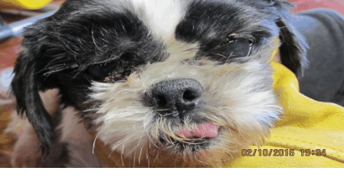Photos 10 Iowa Puppy Mills On Humane Society Watch List For Inhumane Conditions Mason City North Iowa Globegazette Com