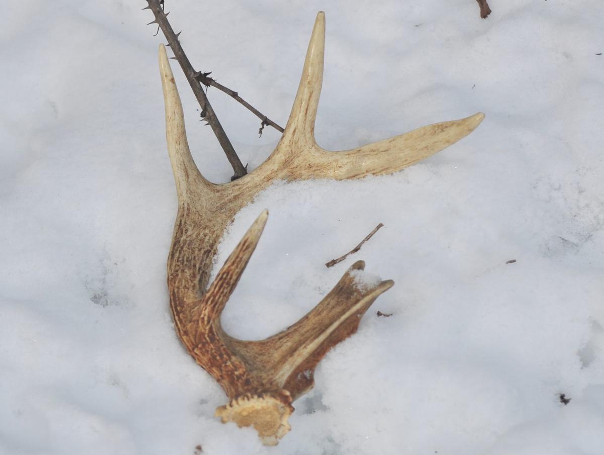 Washburn Iowa S Other Deer Season Is Underway Mason City North Iowa Globegazette Com