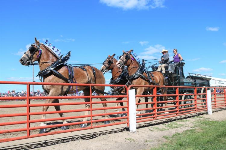 MEET THE ARDENNES DRAFT HORSE – The Carolinas Equestrian