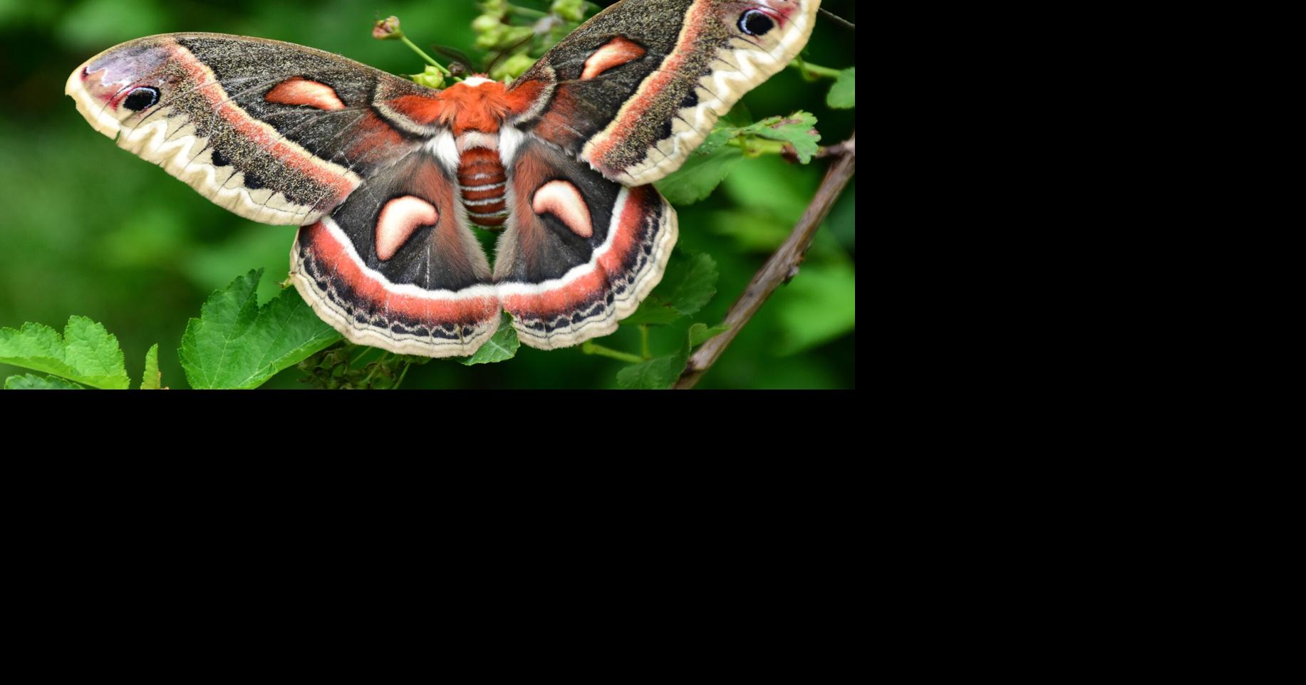 WASHBURN: Giant silkworm moths emerge across Iowa