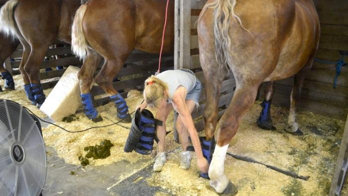 draft horse show preparations take hours of work mason how to draft a business letter