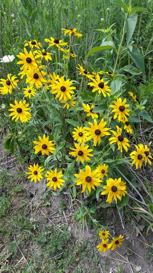 WCCB Wildflower Walk.jpg