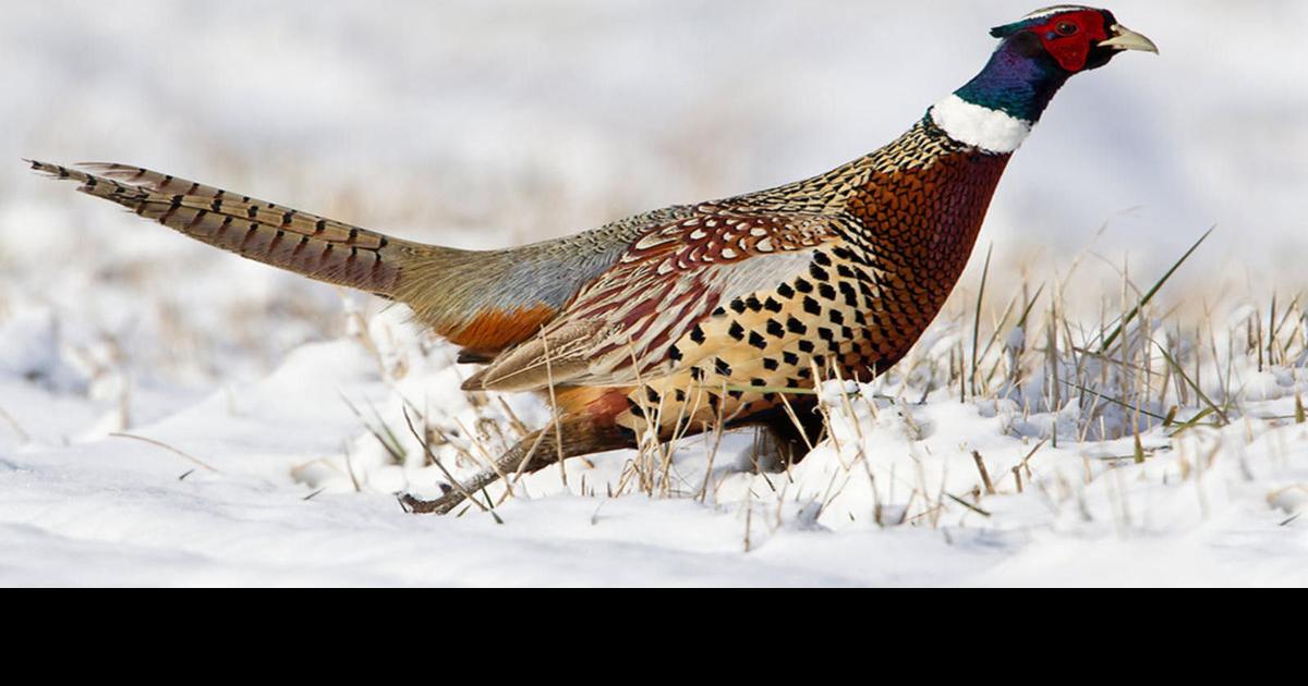 Cerro Gordo County Conservation Board Wait to mow, save some birds
