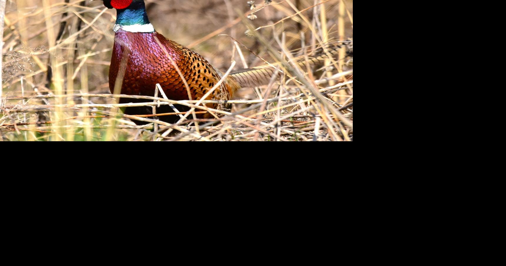 WASHBURN: Strong pheasant numbers predicted for Iowa’s Oct. 31 opener
