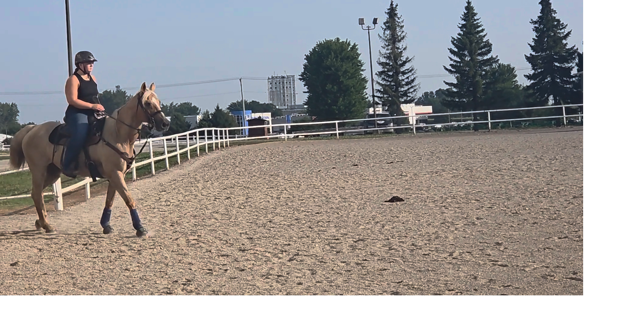 VIDEO: Horses take the ring at the North Iowa Fair