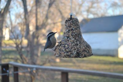 red-breasted nuthatch