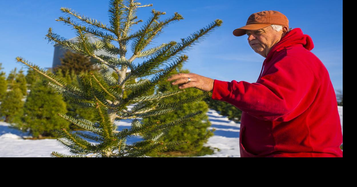 Mason City Christmas tree pickup begins Jan. 13