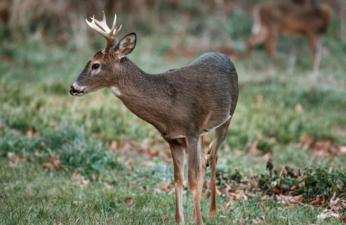 Pennsylvania's deer population is threatened by the spread on chronic wasting disease.