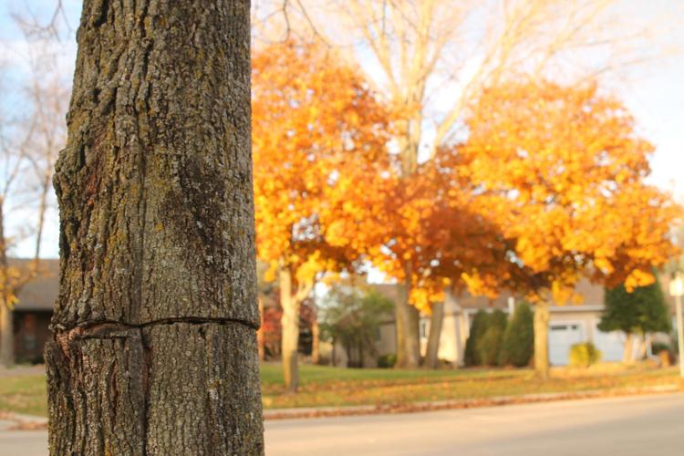 Mason City man accused of killing trees