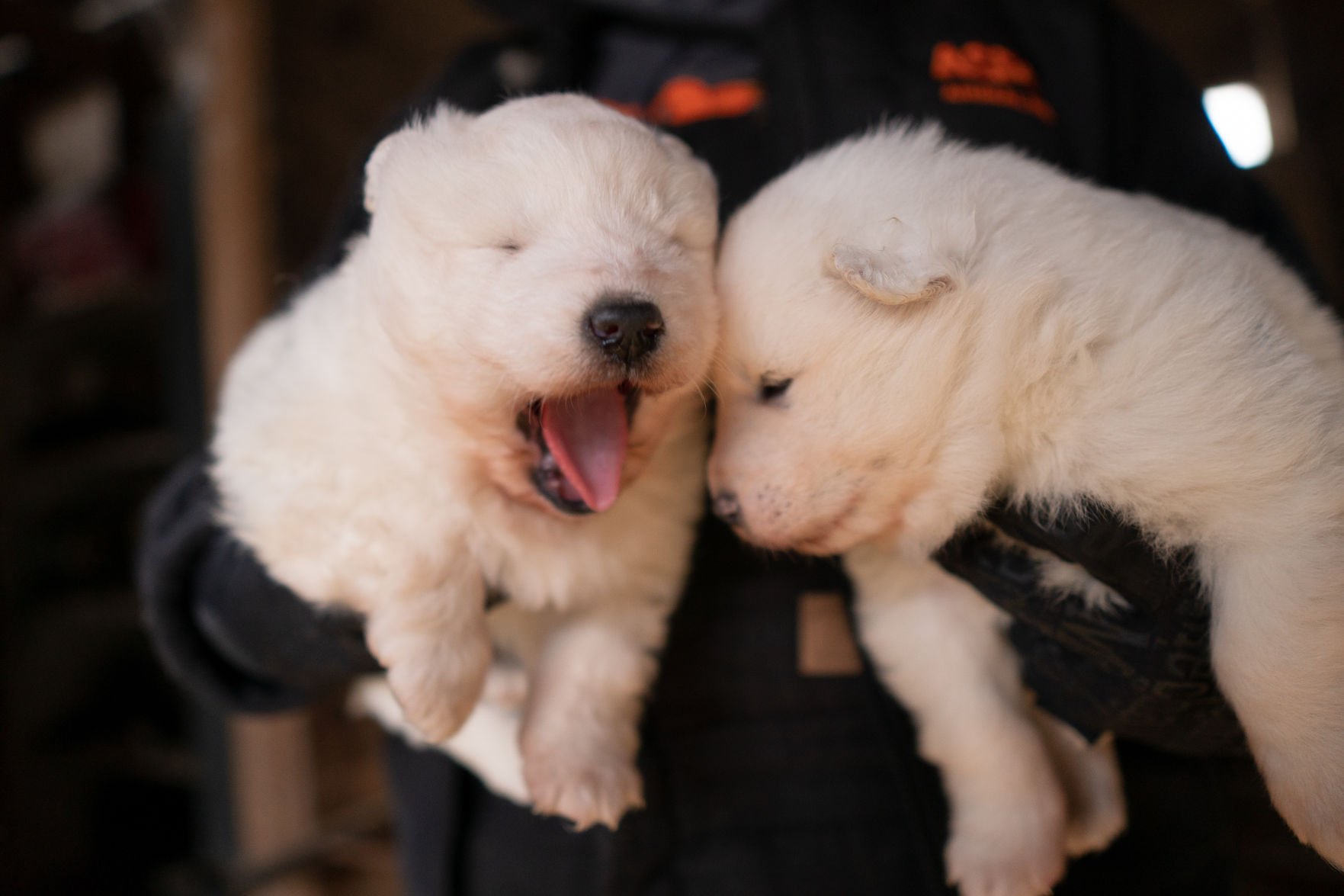 Aspca samoyed hot sale