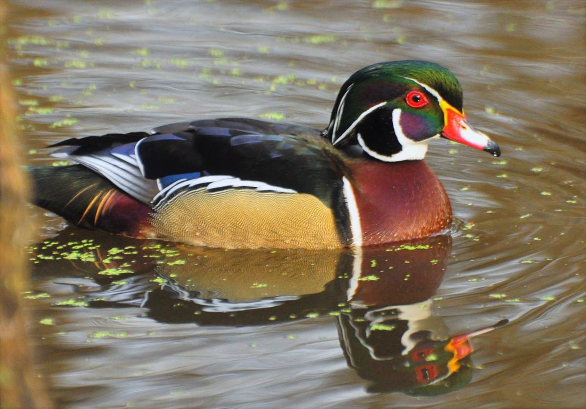 Drake wood duck