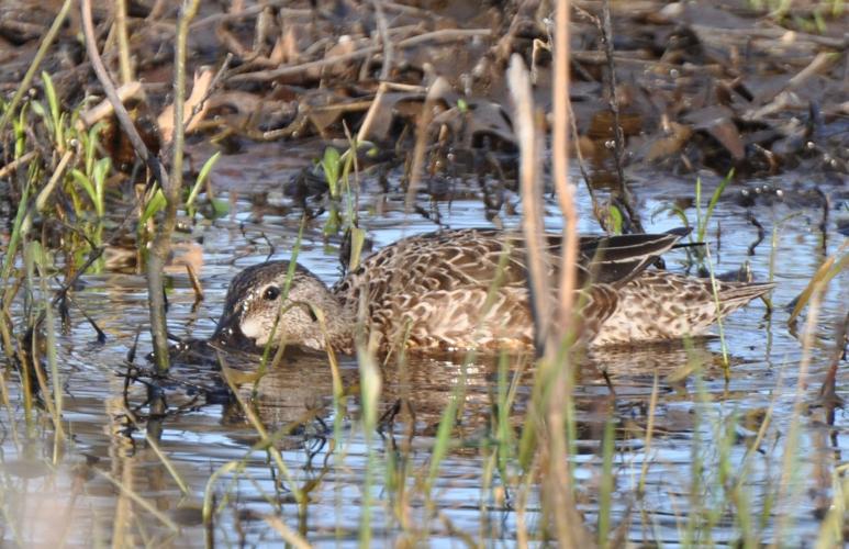 Washburn Iowa teal season is flying by