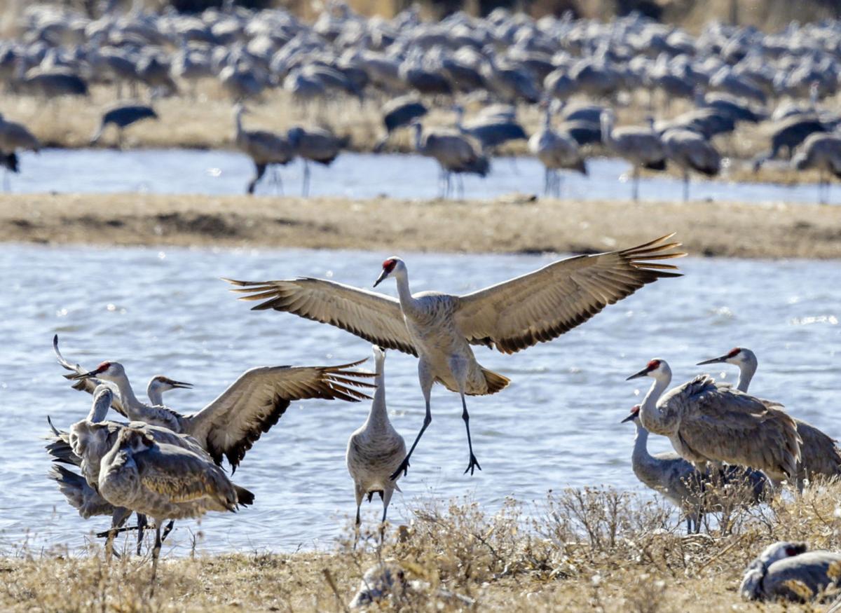 New study to track sandhill cranes in Iowa Mason City & North Iowa