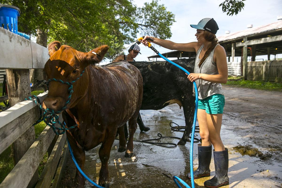 10 Things Not To Miss At Blue Ribbon North Iowa Fair Mason City North Iowa Globegazette Com