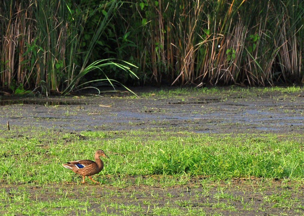 Wetland drought