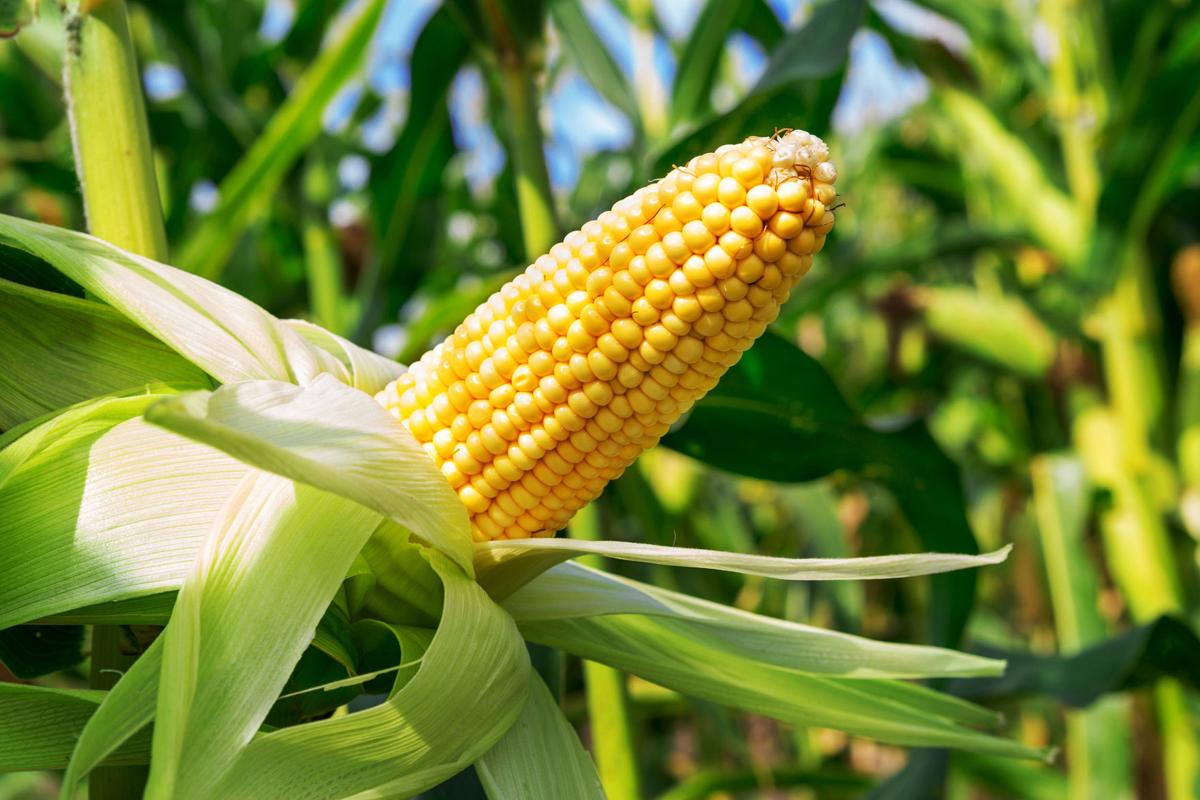 Corn 2021-ear of corn