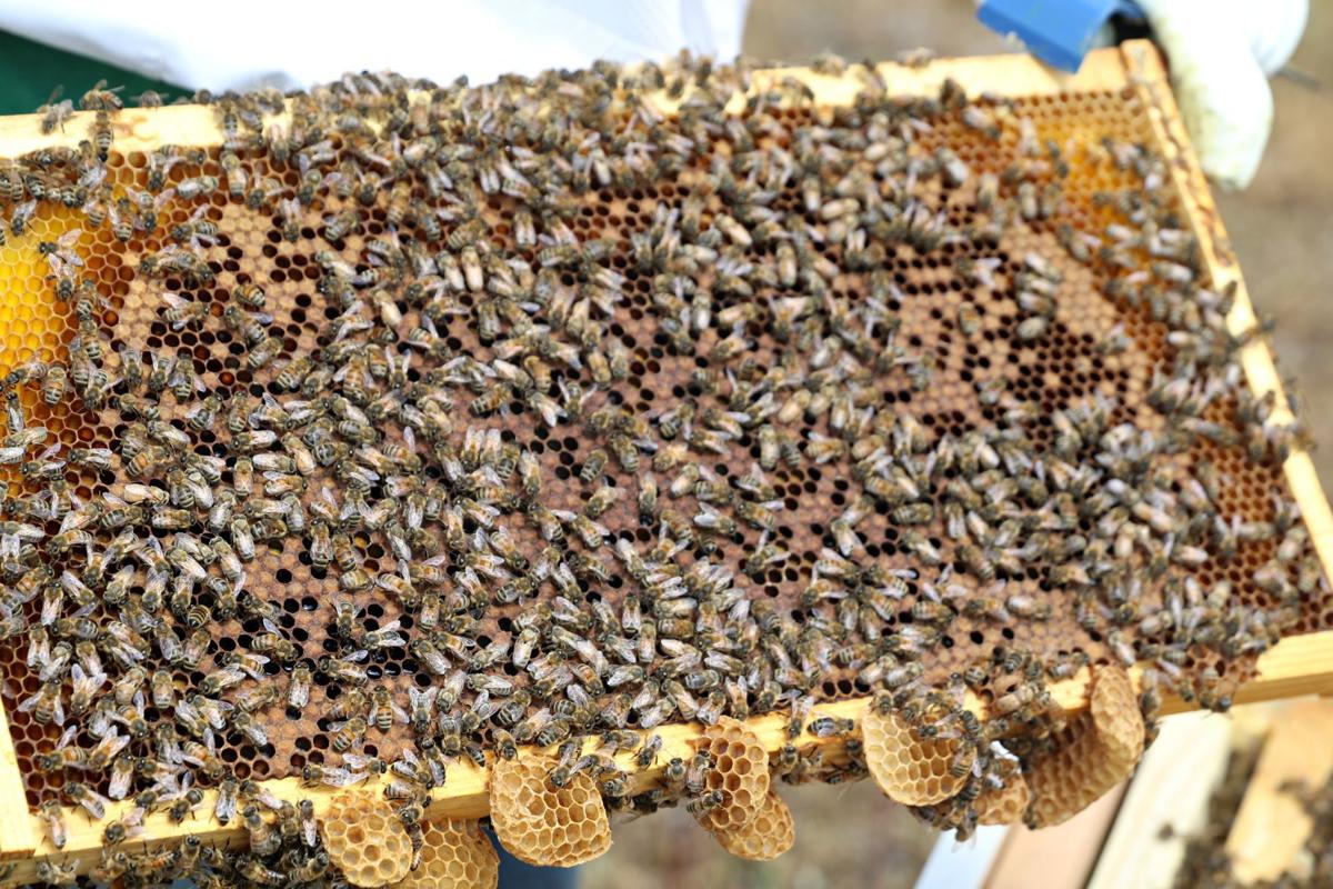 Rockwell Teen Hopes Bees Survive Cold Long Iowa Winter After
