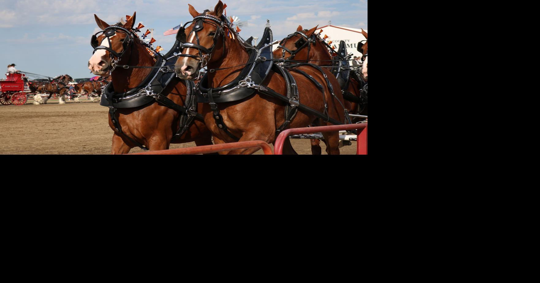 Britt Draft Horse Show features Percherons, Belgians