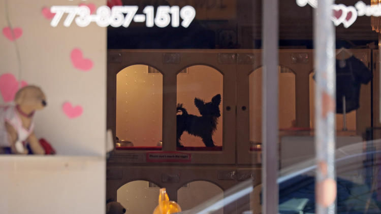 selling purebred puppies without papers