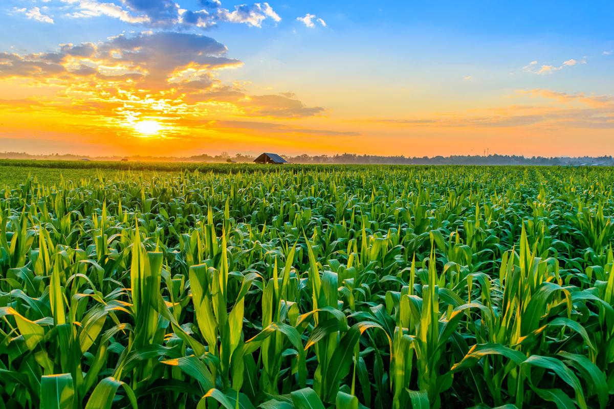 Corn 2021-field pix-1