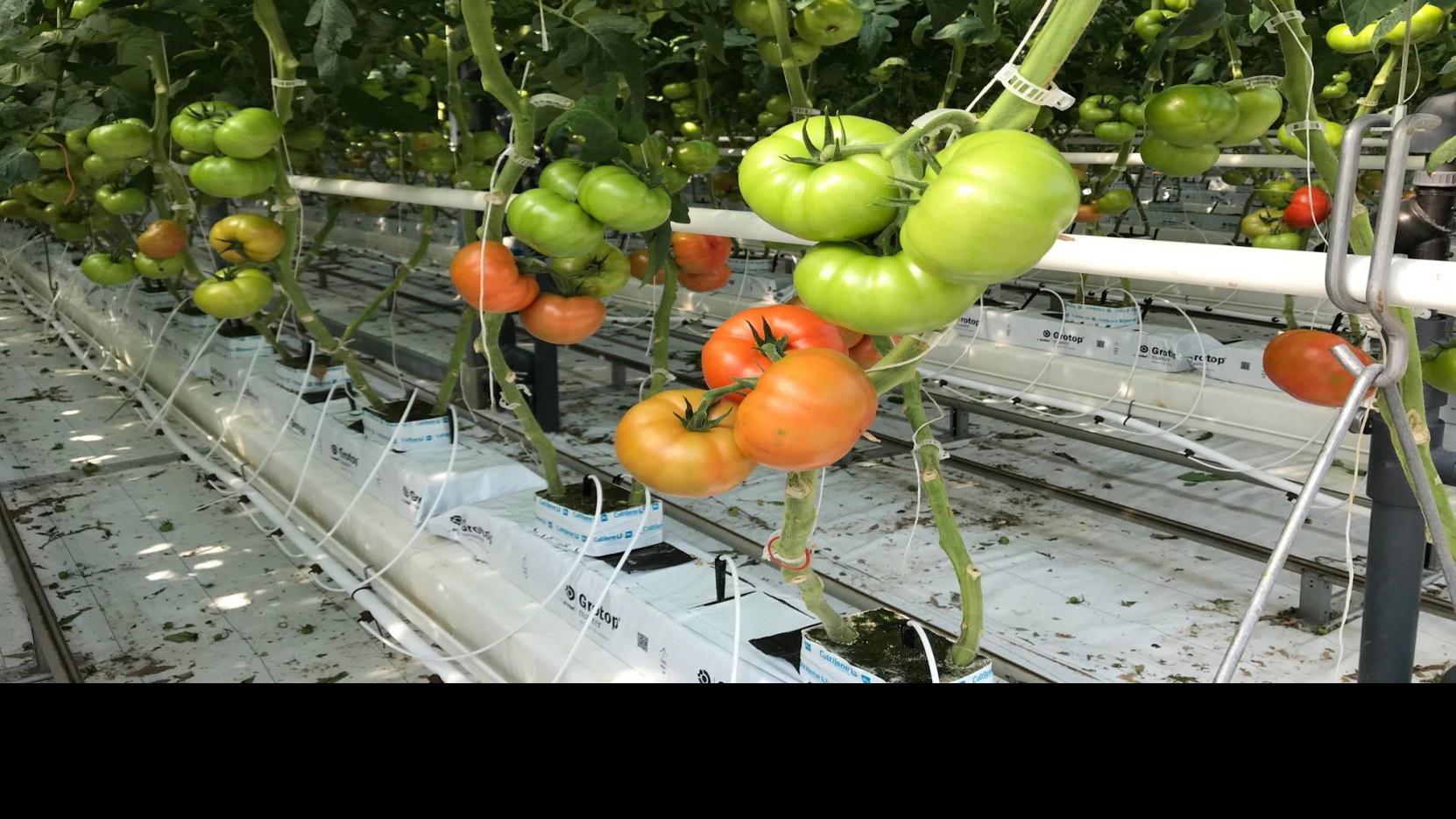 Proposed Hydroponic Tomatoes Facility Could Bring 50 Jobs To Mason