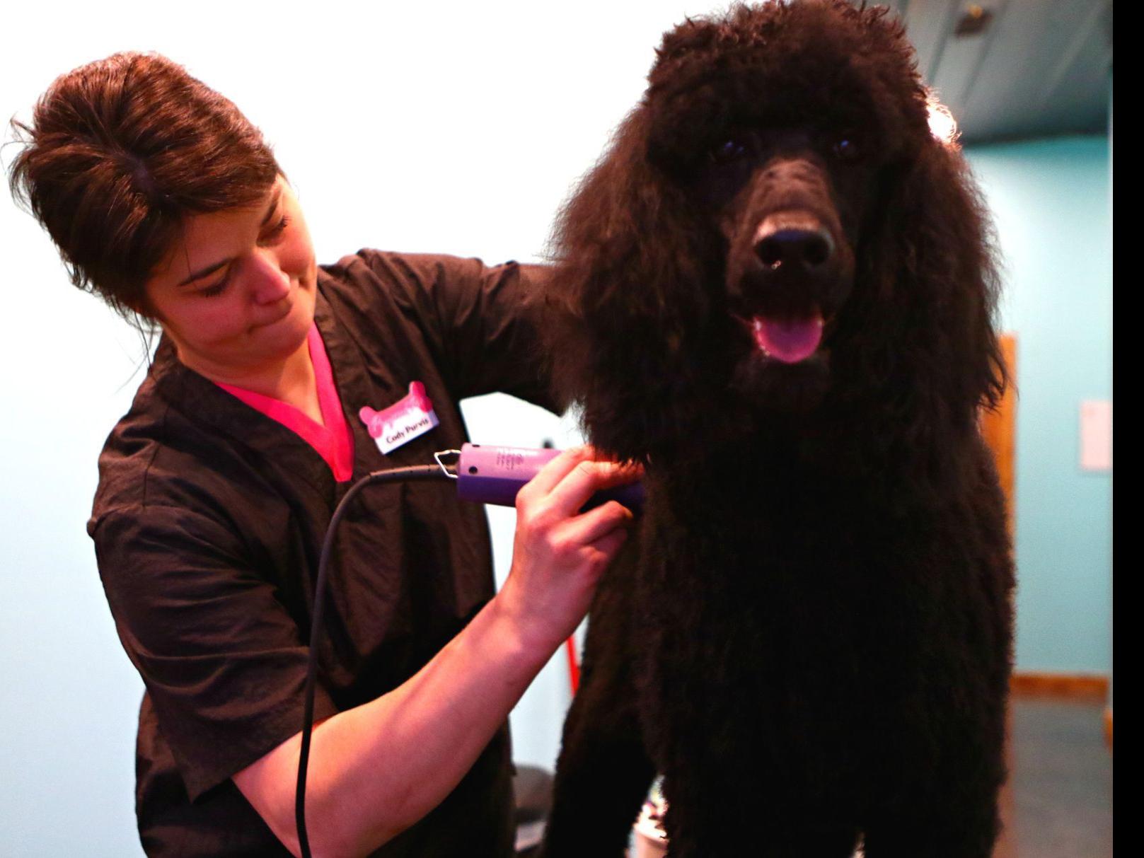 Living The Dream Kanawha Native Owns Animal Grooming Boarding Business In Hometown Britt News Tribune Globegazette Com