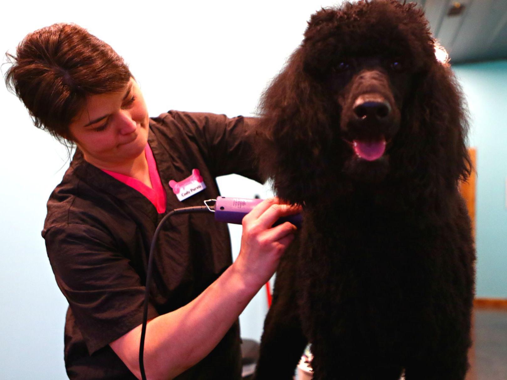 Living The Dream Kanawha Native Owns Animal Grooming Boarding Business In Hometown Britt News Tribune Globegazette Com