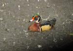 Washburn: Sunshine, rain and wood ducks provide technicolor morning