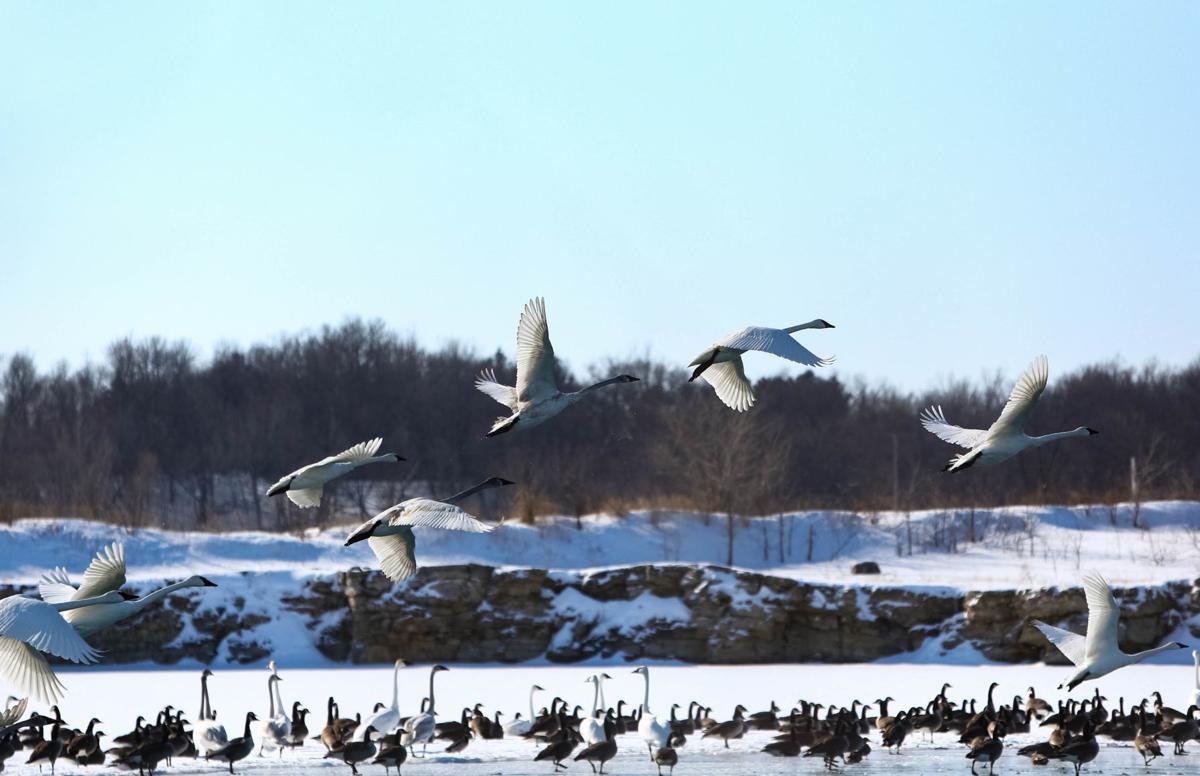 If You Build It They Will Come Trumpeter Swans Continue Their