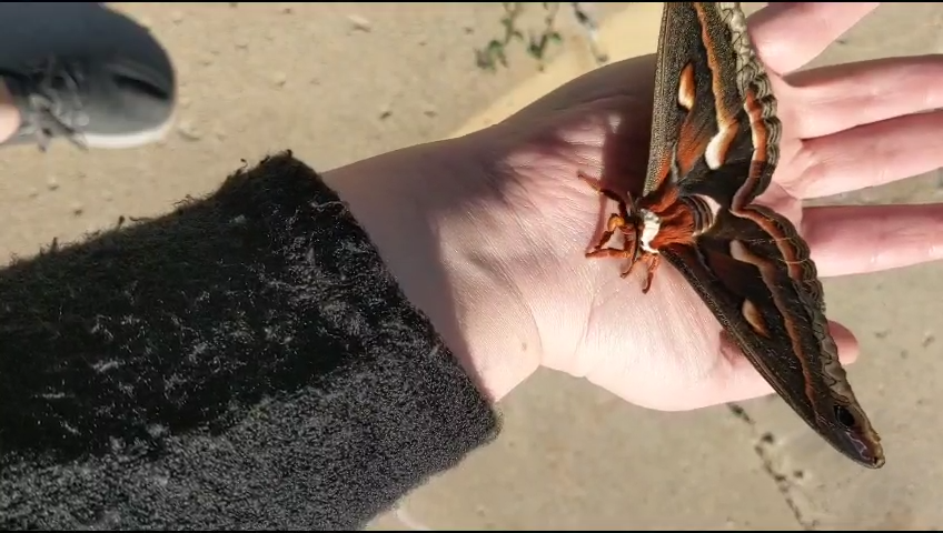 Video Lisa Shows You Nature Episode 5 Marvin The Giant Moth
