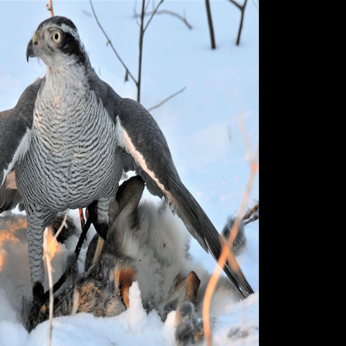 Washburn Outdoors Iowa Cottontails Present Late Winter Challenge
