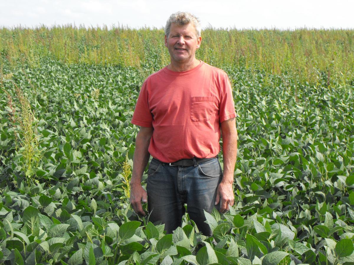 Lewis Growing Non Gmo Beans In North Iowa Mitchell County News Globegazette Com