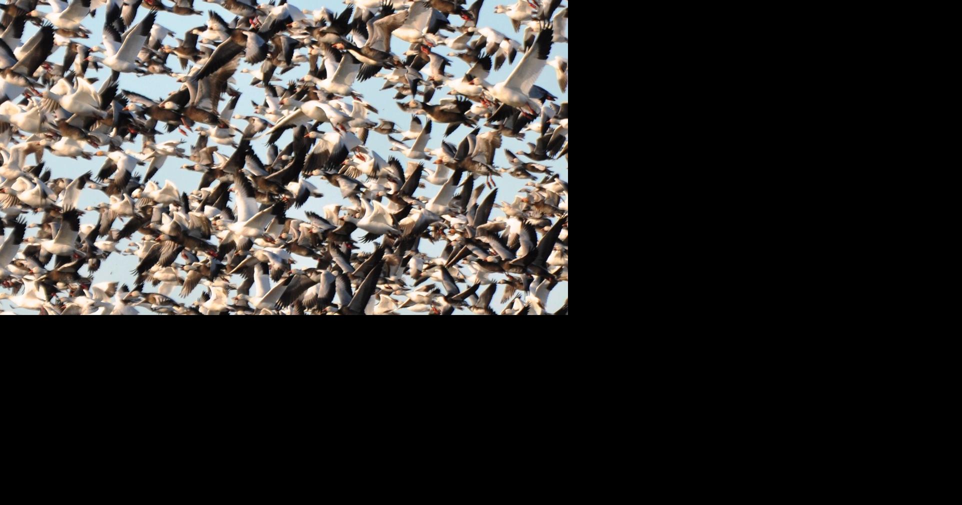 America’s wariest waterfowl move through Iowa