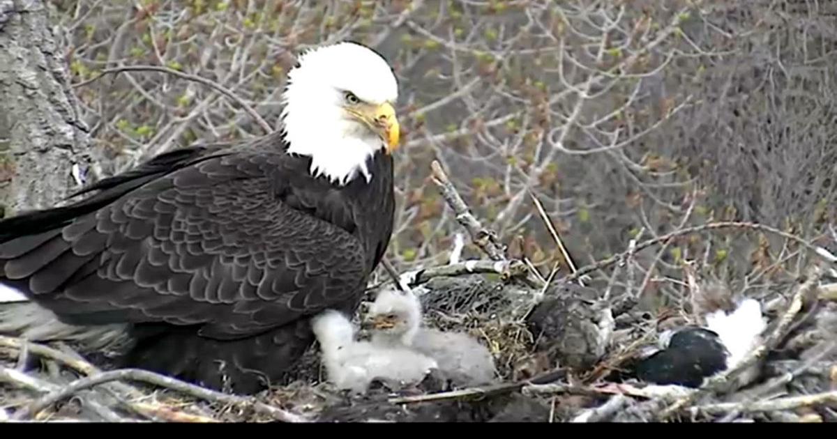 Eagle cam: Iowa raptors welcome Valentine's Day egg
