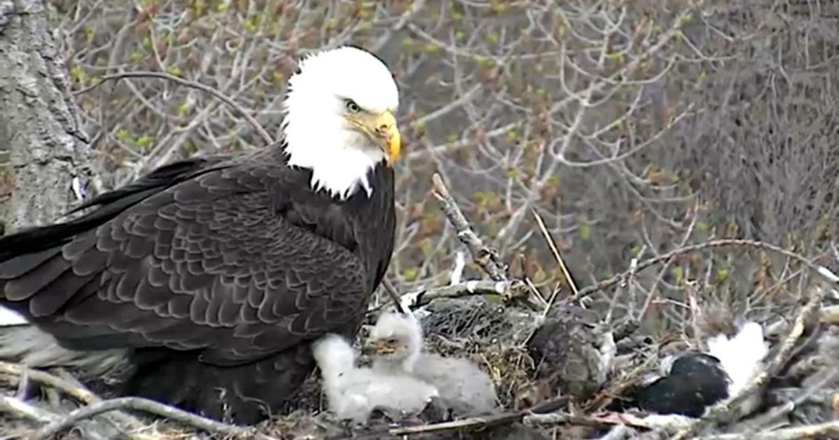 Iowa Rapters Eagle cam: Iowa raptors welcome Valentine's Day egg
