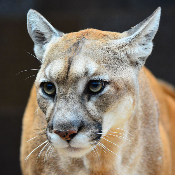 DNR kills mountain lion in northwestern Iowa | Iowa & The Midwest ...