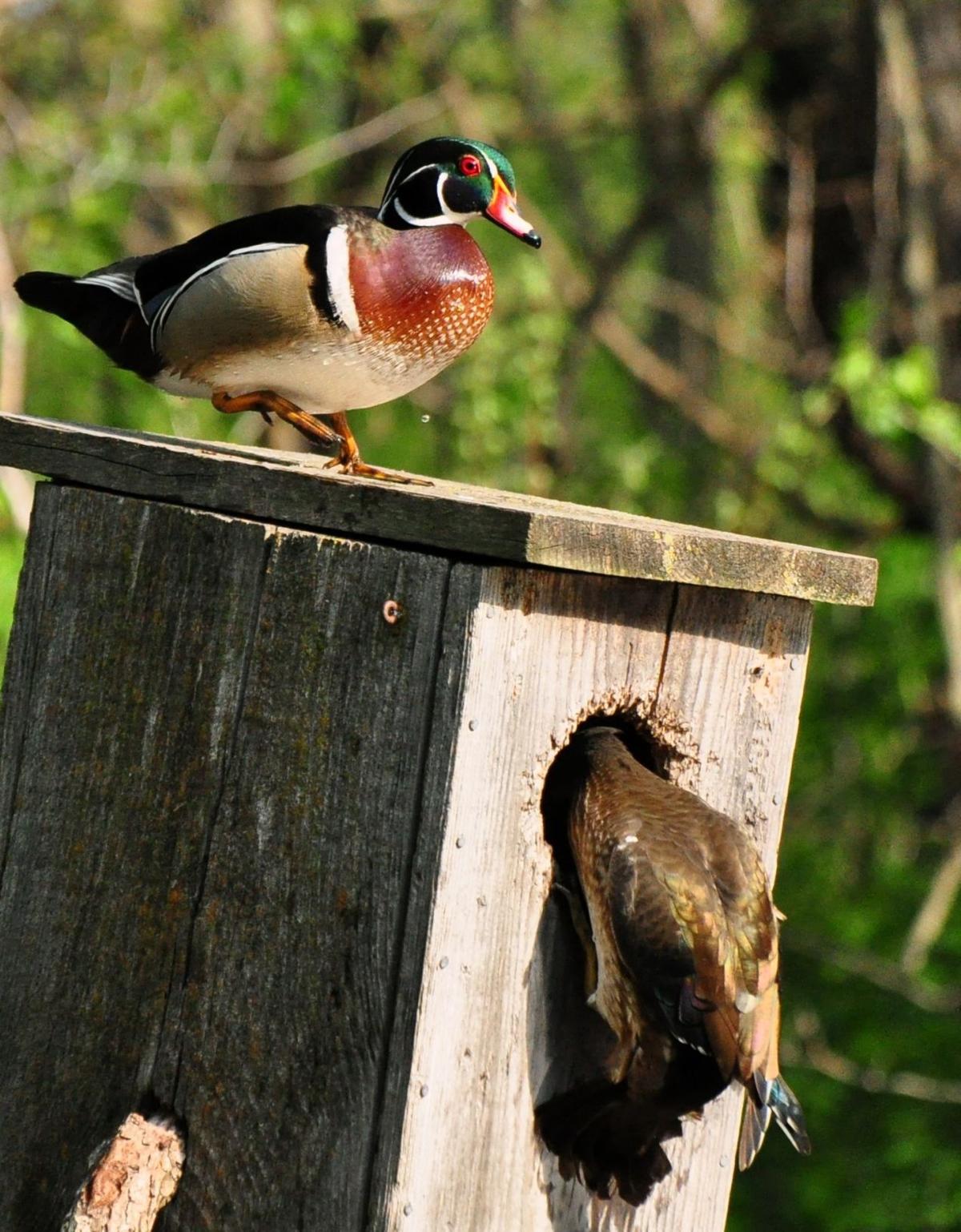 Bill’s pond provides wood duck paradise in North Iowa Features