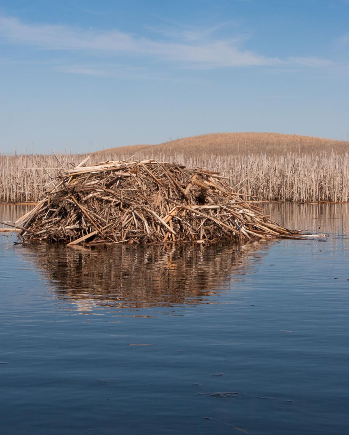 North Iowa restoration projects aid waterfowl Features