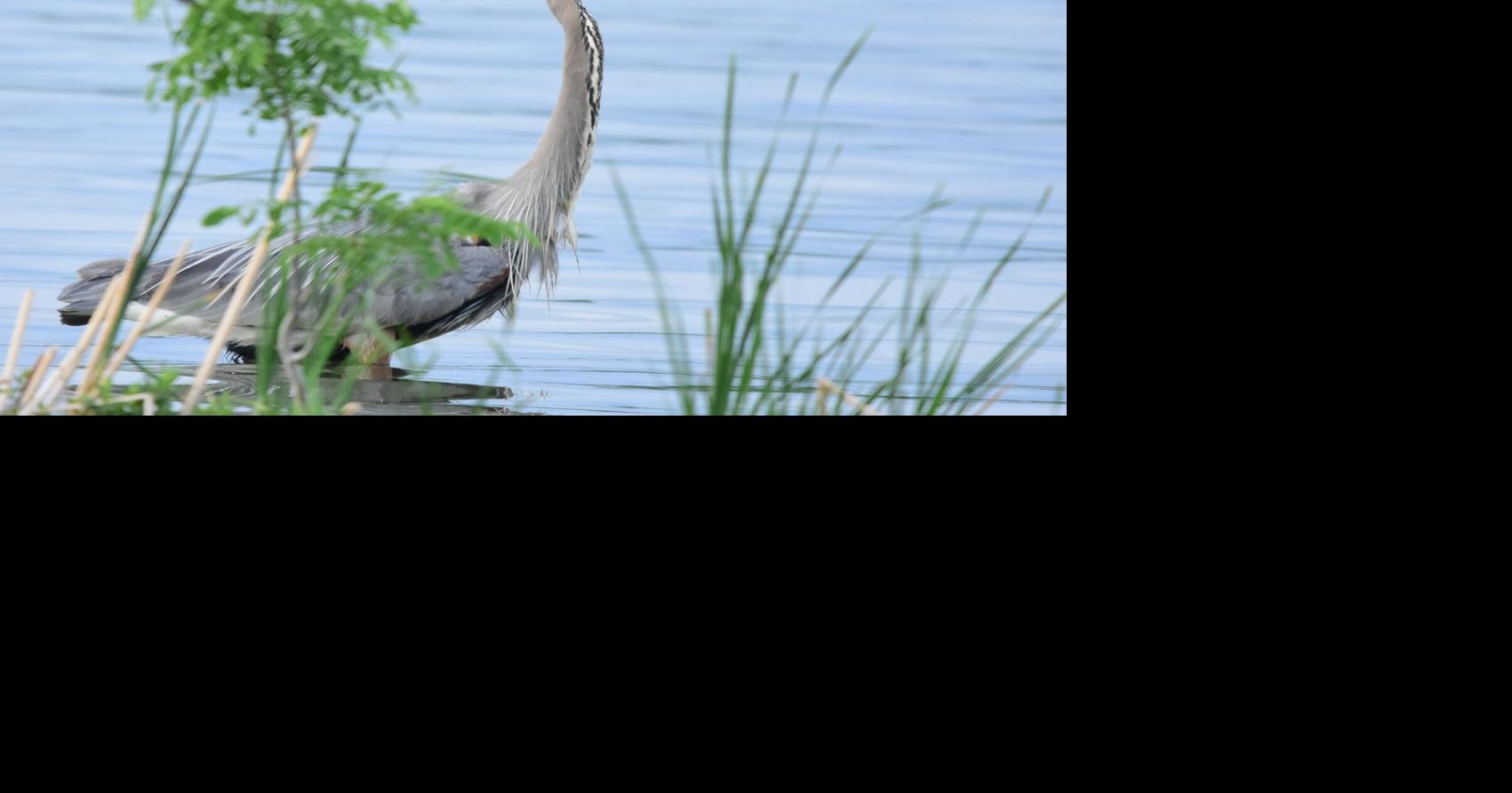 WASHBURN: Wading birds never fail to thrill human observers