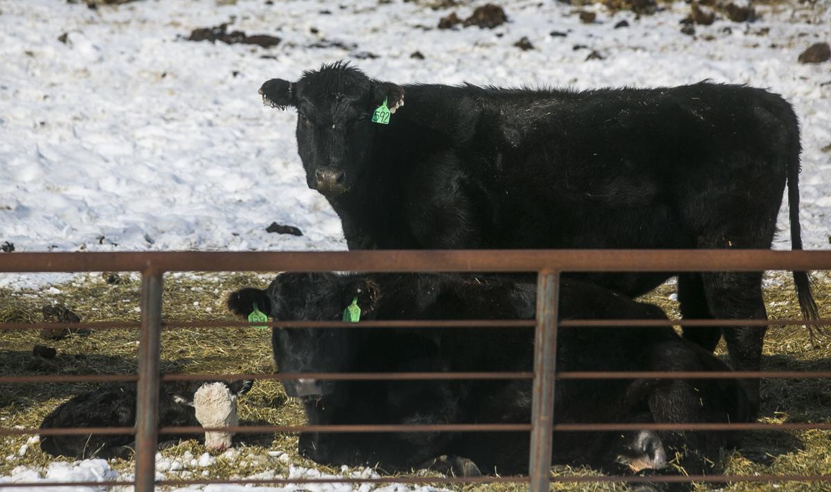 Livestock
