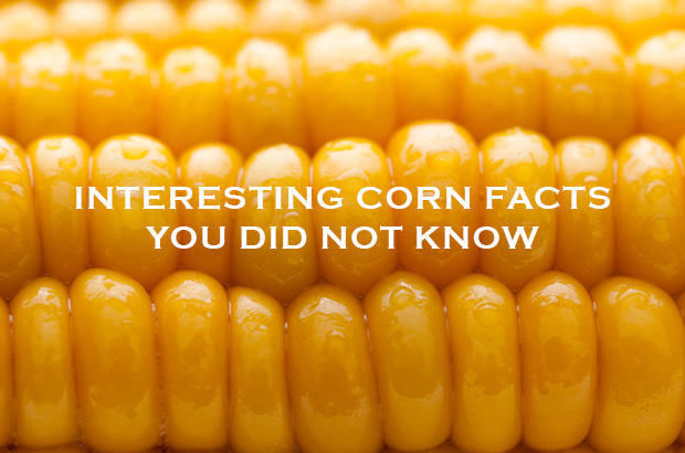 Corn Facts 3